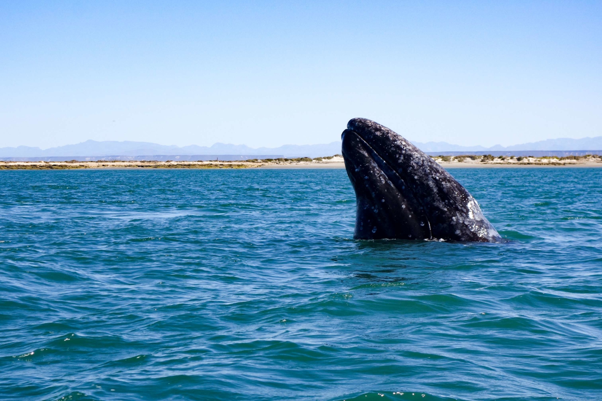 baleine-basse-californie