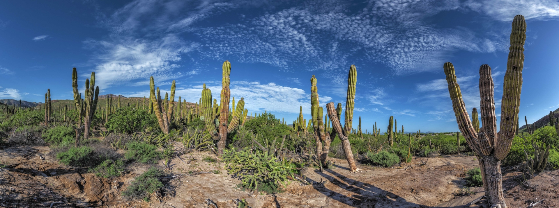 cactus-basse-californie