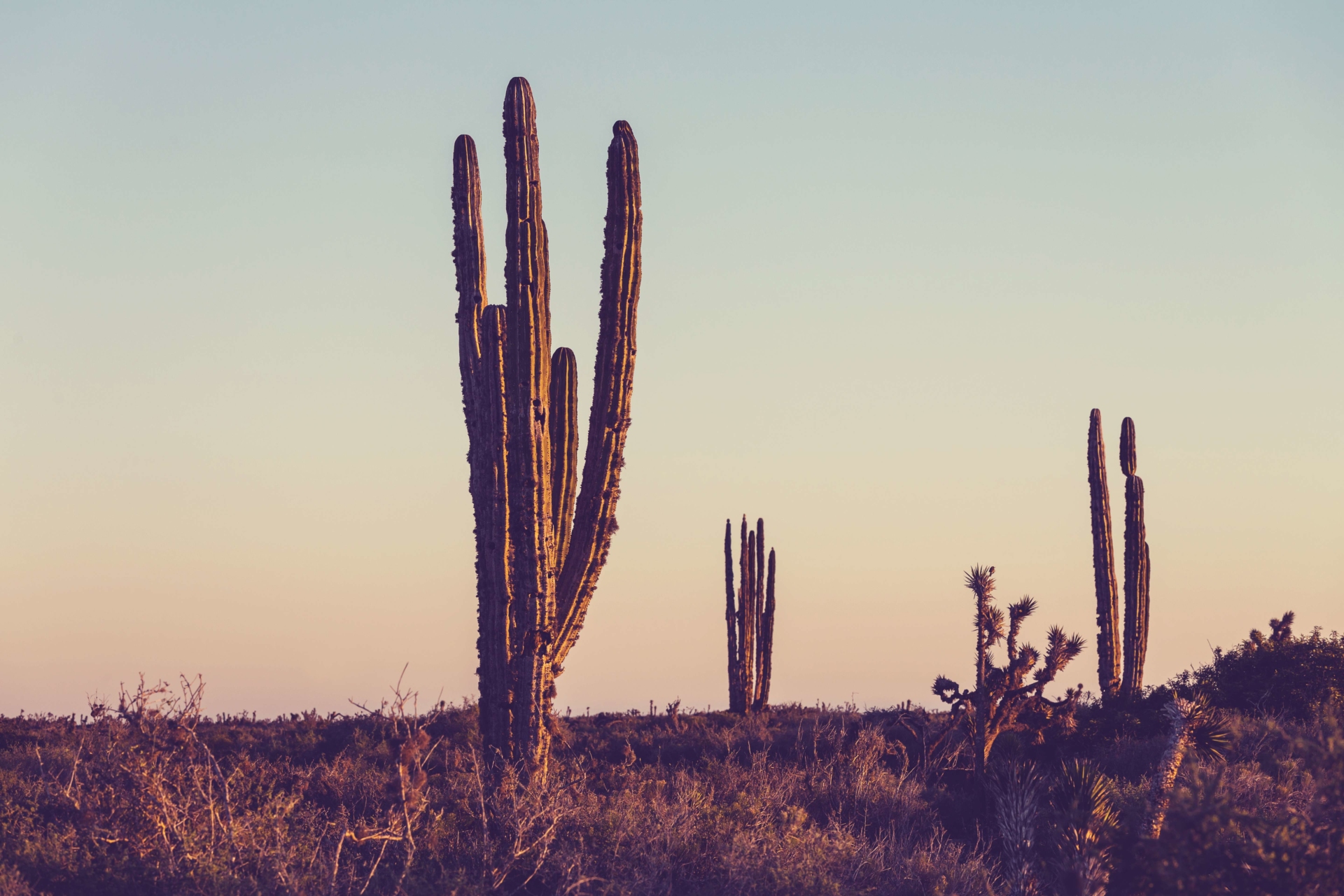 cactus-mexique