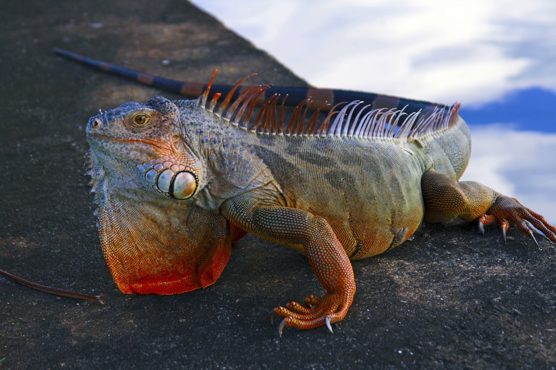 iguane-mexique