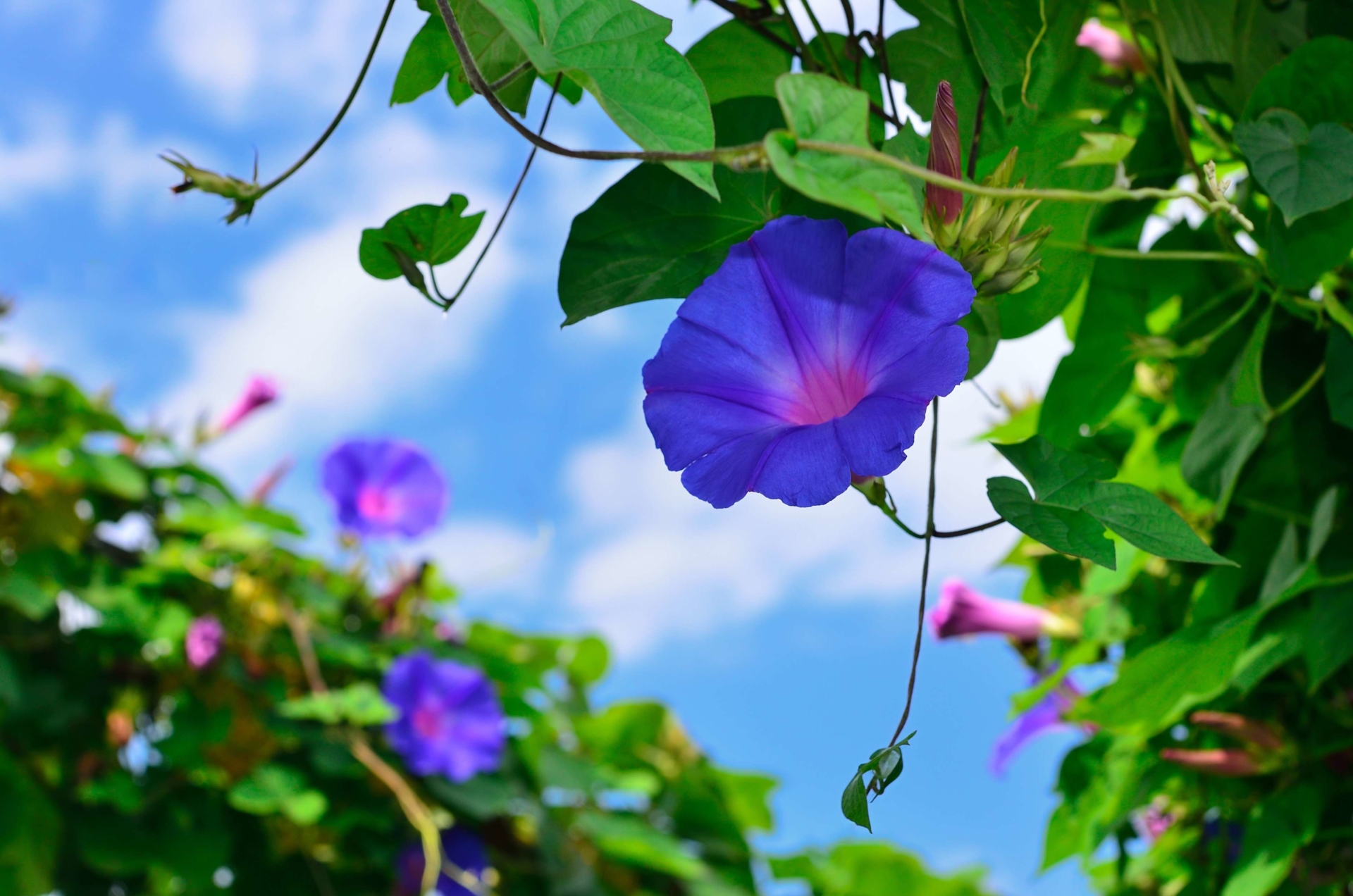 volubilis-morning-glory