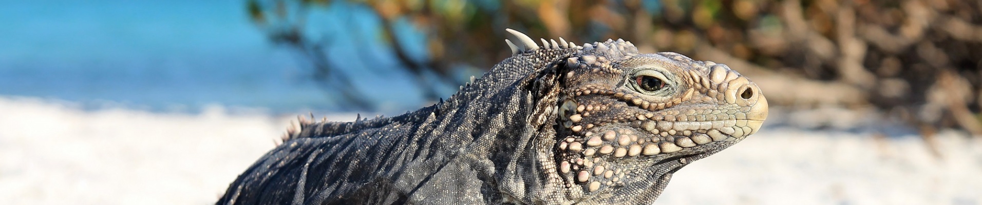 Iguane Mexique Caraïbes