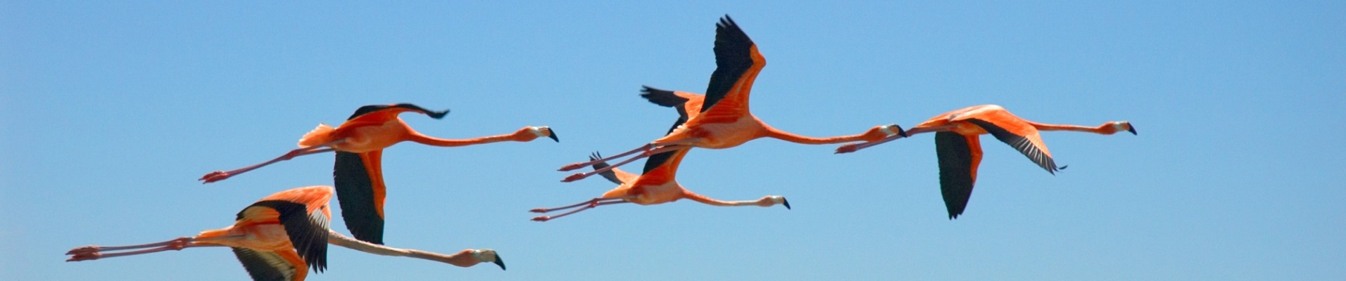 flamants roses Mexique