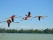 flamants roses Mexique