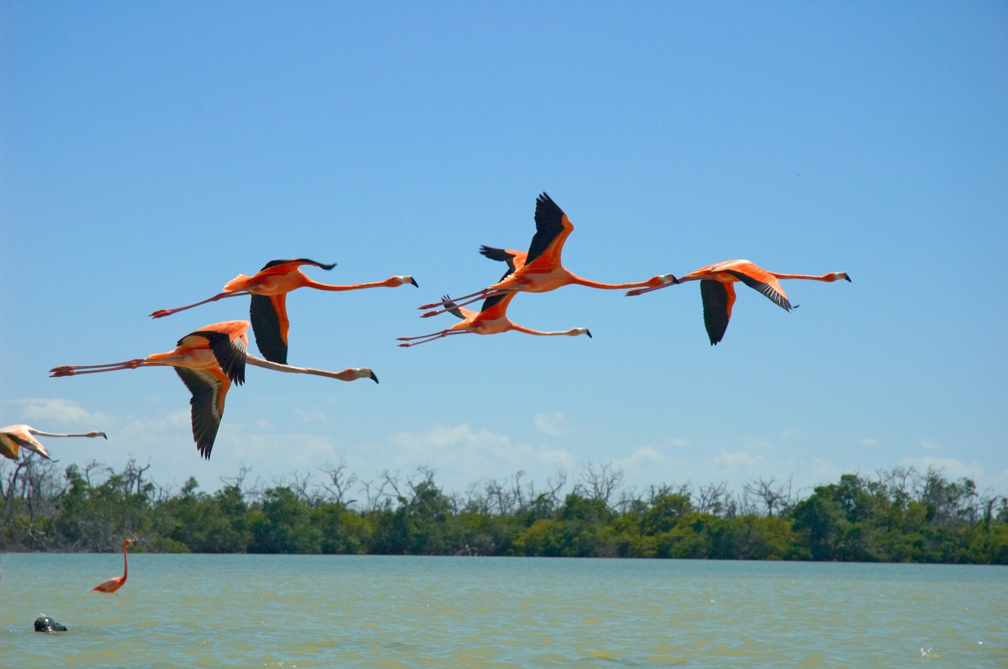 flamants roses Mexique