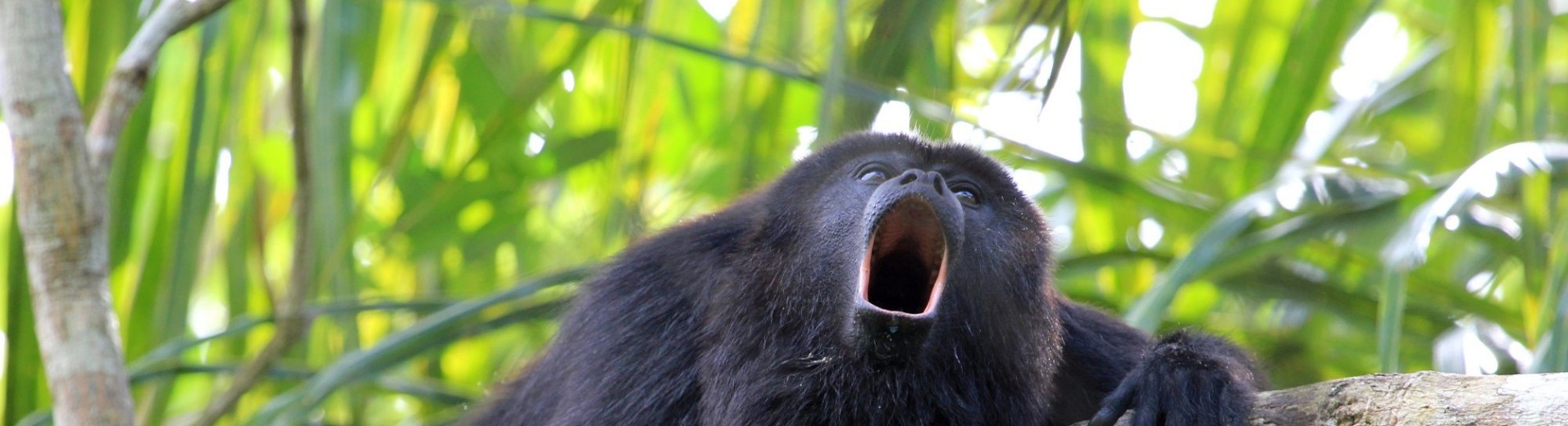 Singe hurleur, écotourisme, parcs naturels Chiapas, Mexique