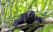 Singe hurleur, écotourisme, parcs naturels Chiapas, Mexique