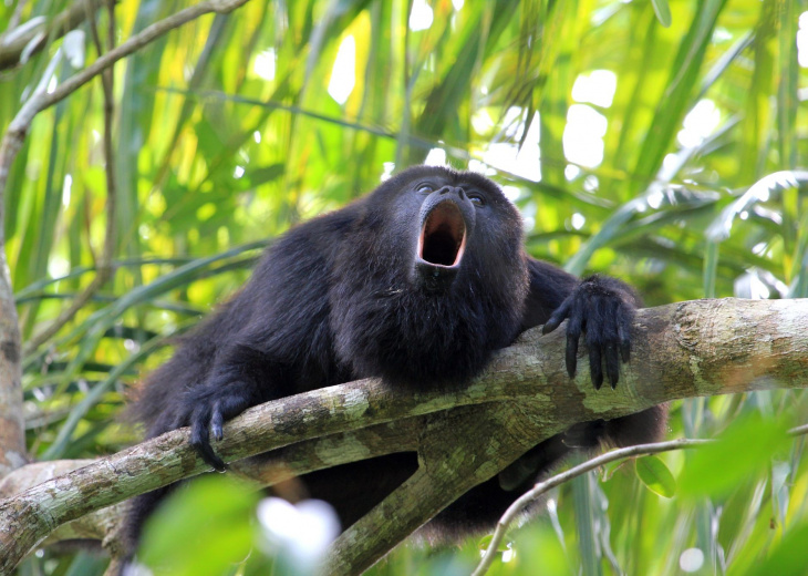 Singe hurleur, écotourisme, parcs naturels Chiapas, Mexique