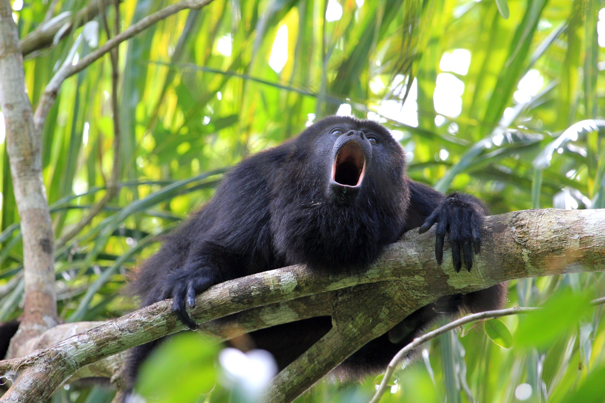Singe hurleur, écotourisme, parcs naturels Chiapas, Mexique