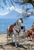 Cheval face au lac et au volcan, lac Atitlan, Guatemala