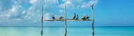 Pélicans Isla Holbox, Mexique, Yucatan