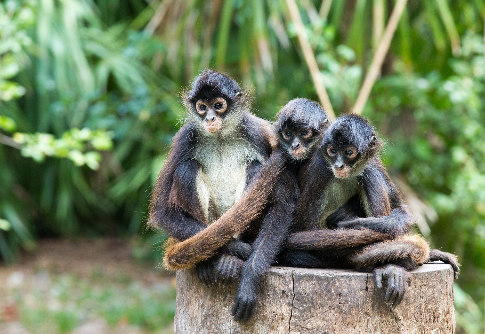 Singes hurleurs Mexique