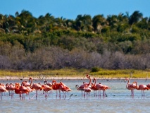 Flamants de Celestun