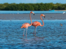 Flamingoes at Rio Lagartos Biosphere Reserve, Yucatan, Mexico