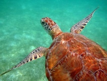 Tortue marine, d'Akimal