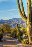 nord du Mexique, paysage désertique, cactus