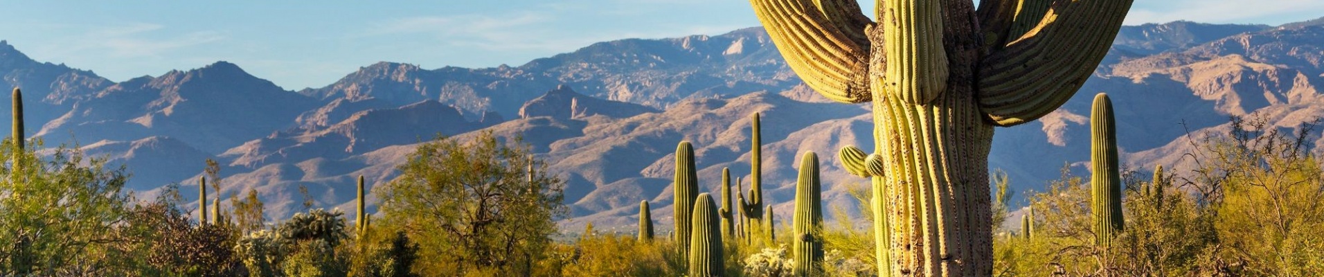 nord du Mexique, paysage désertique, cactus