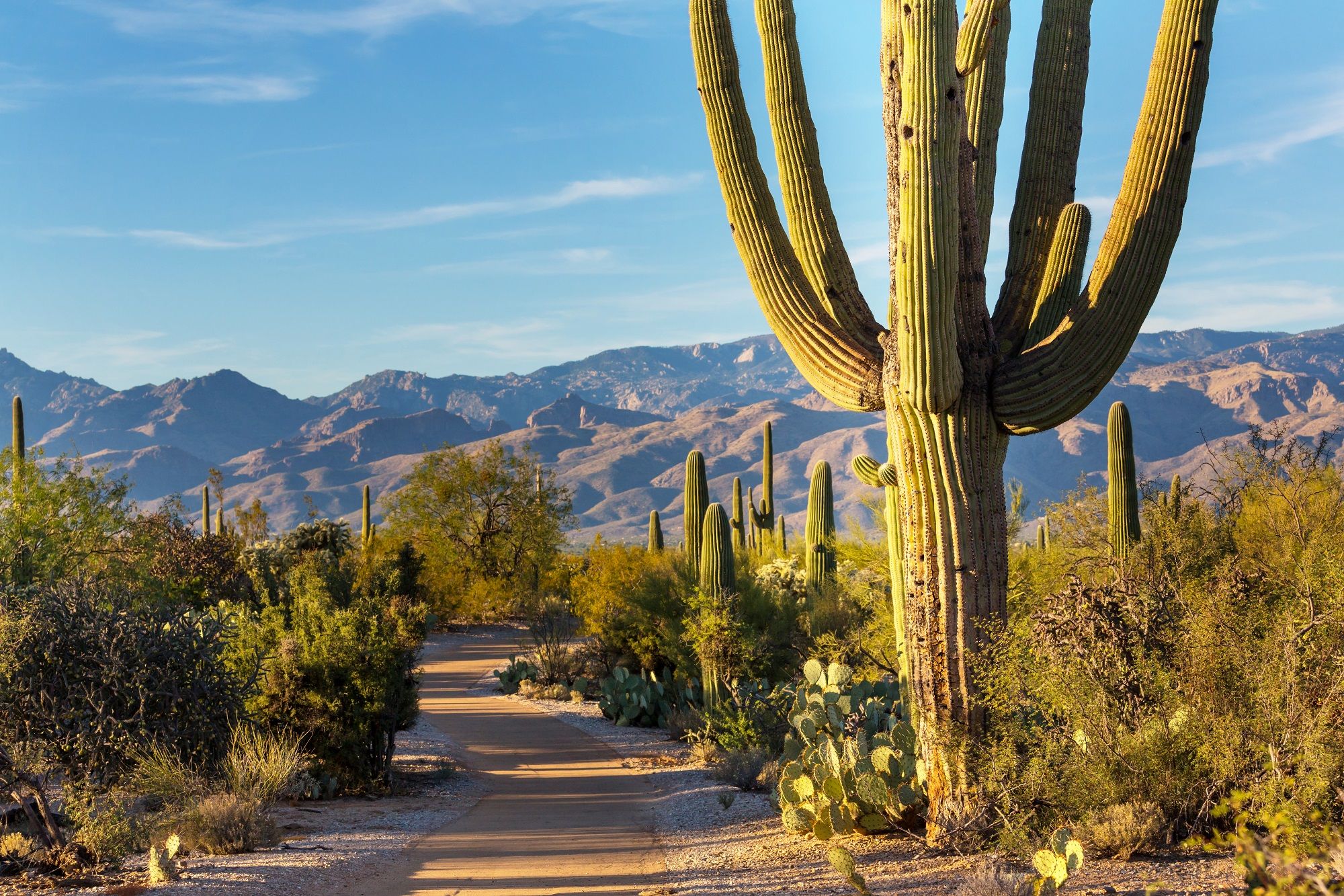 nord du Mexique, paysage désertique, cactus