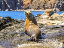 Otarie sur l'île Coronado, Basse Californie