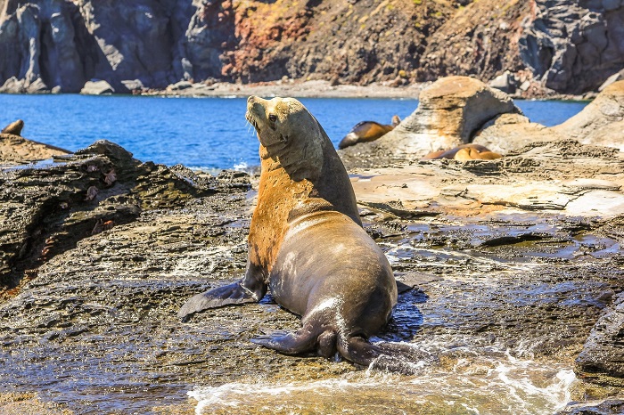 Otarie sur l'île Coronado, Basse Californie