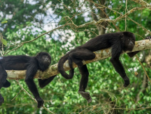 singes-mexique-tikal