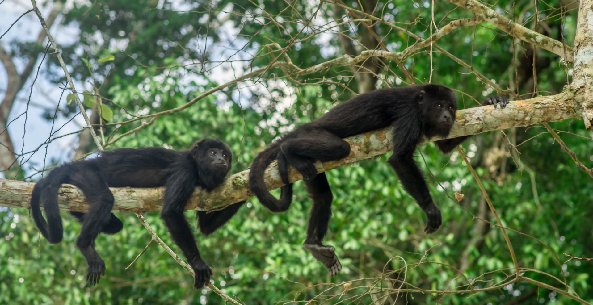 singes-mexique-tikal