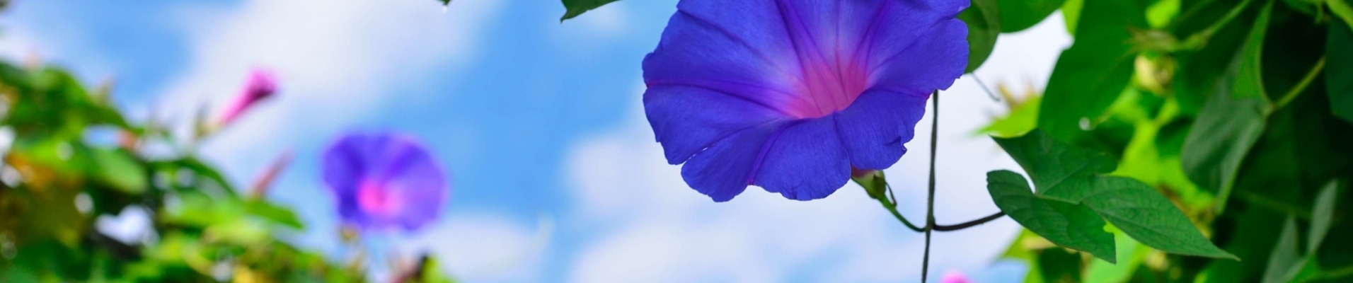 volubilis-morning-glory