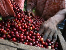 grains-cafe-guatemala-tomas