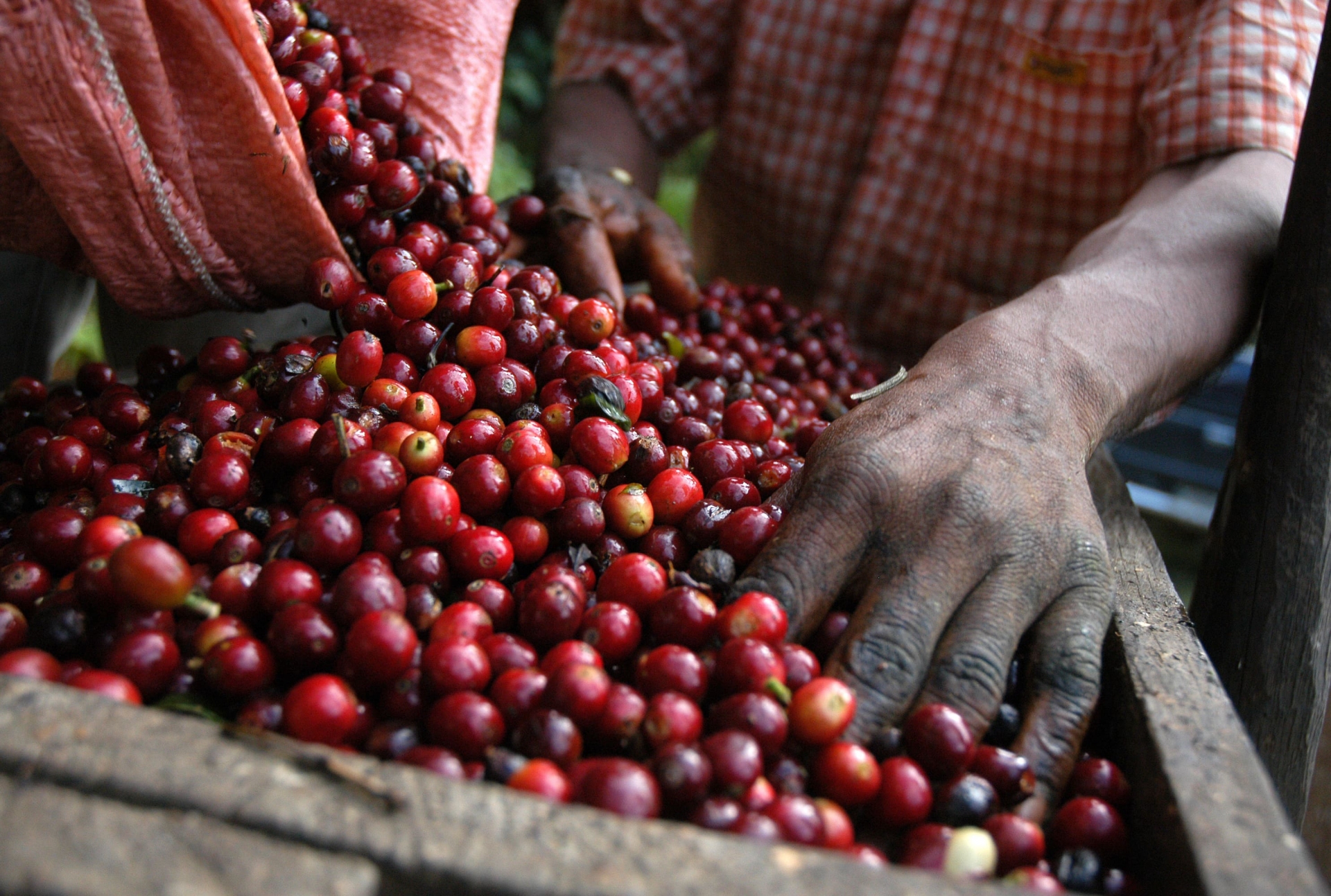 grains-cafe-guatemala-tomas