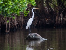 mangrove-oiseau-monterrico-pacifique-guatemala