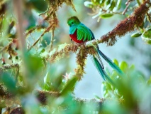 quetzal-oiseau-guatemala