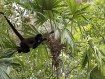 singe-araignee-jungle-guatemala