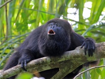singe-hurleurs-noir-guatemala