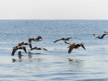 vol-pelicans-ocean-pacifique-guatemala