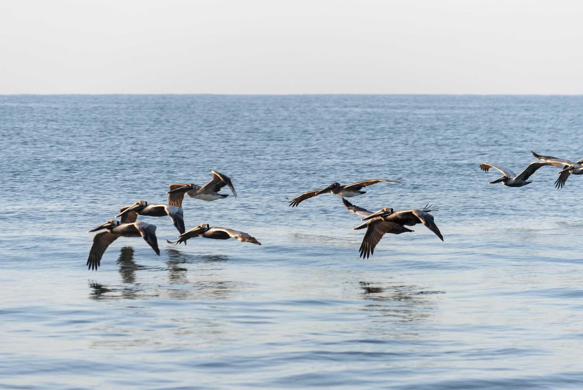 vol-pelicans-ocean-pacifique-guatemala
