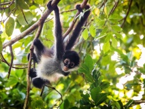 bebe-singe-arraignee-guatemala