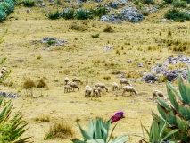 berger-montagnes-todos-santos-cuchumatan-guatemala