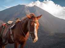 cheval-balade-volcan-guatemala