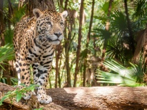 jaguars-faune-sauvage-belize