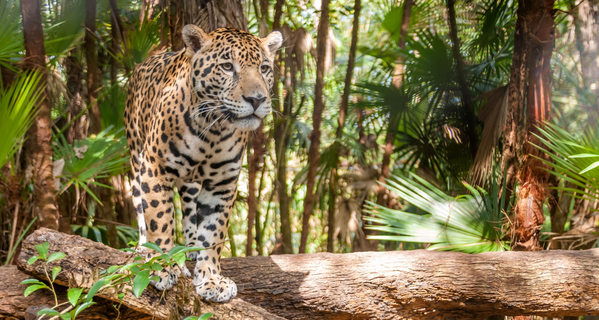 jaguars-faune-sauvage-belize