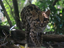 margay-faune-sauvage-belize