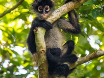 petit-singe-faune-guatemala