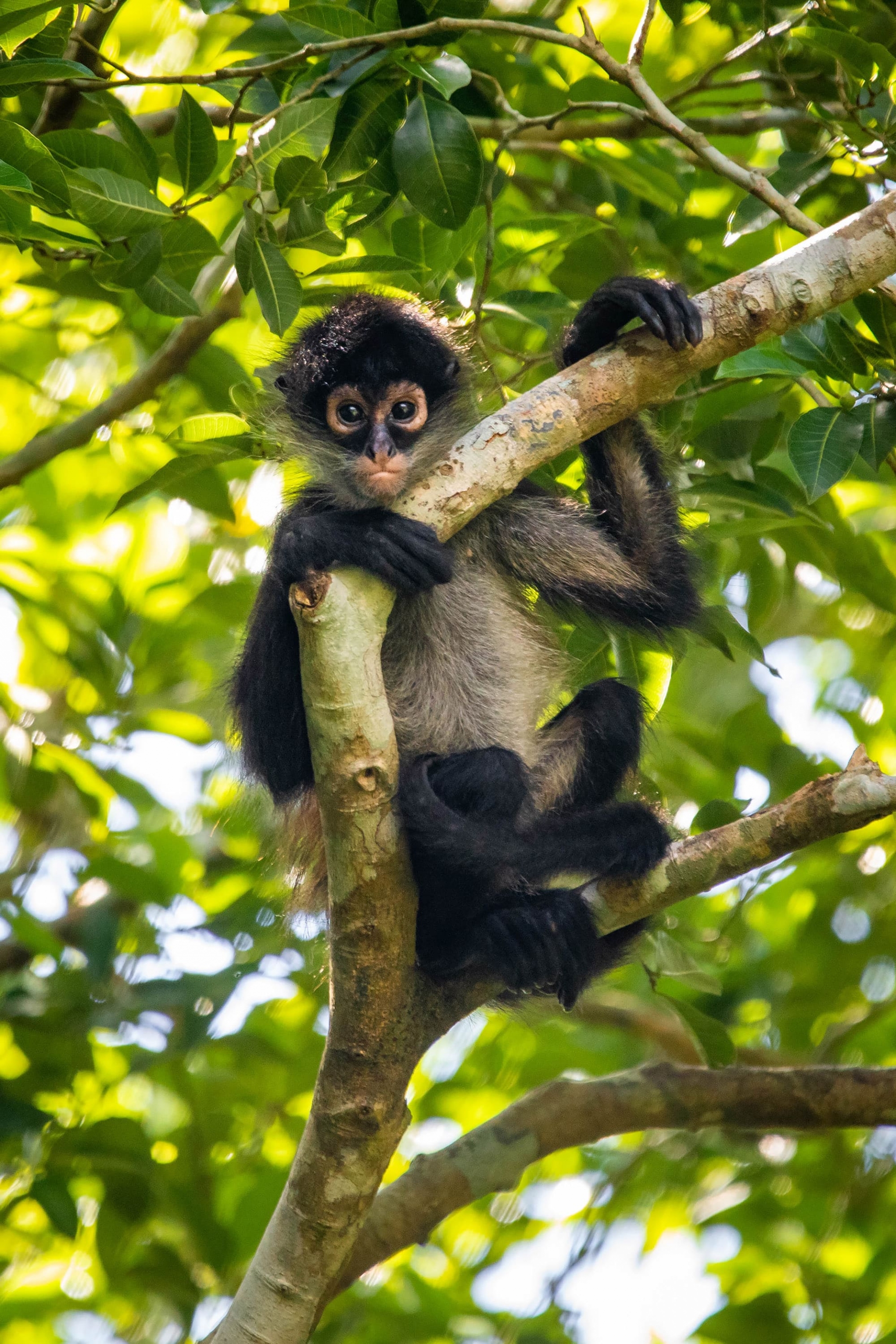 petit-singe-faune-guatemala